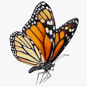 3D Milkweed Butterfly Flying Pose